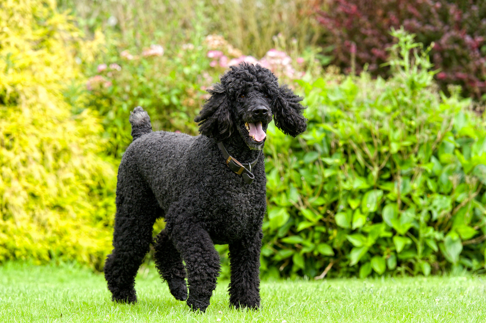 Standard Poodle walking outdoors