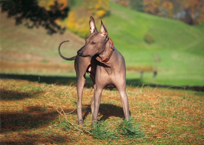 Standard Xoloitzcuintli