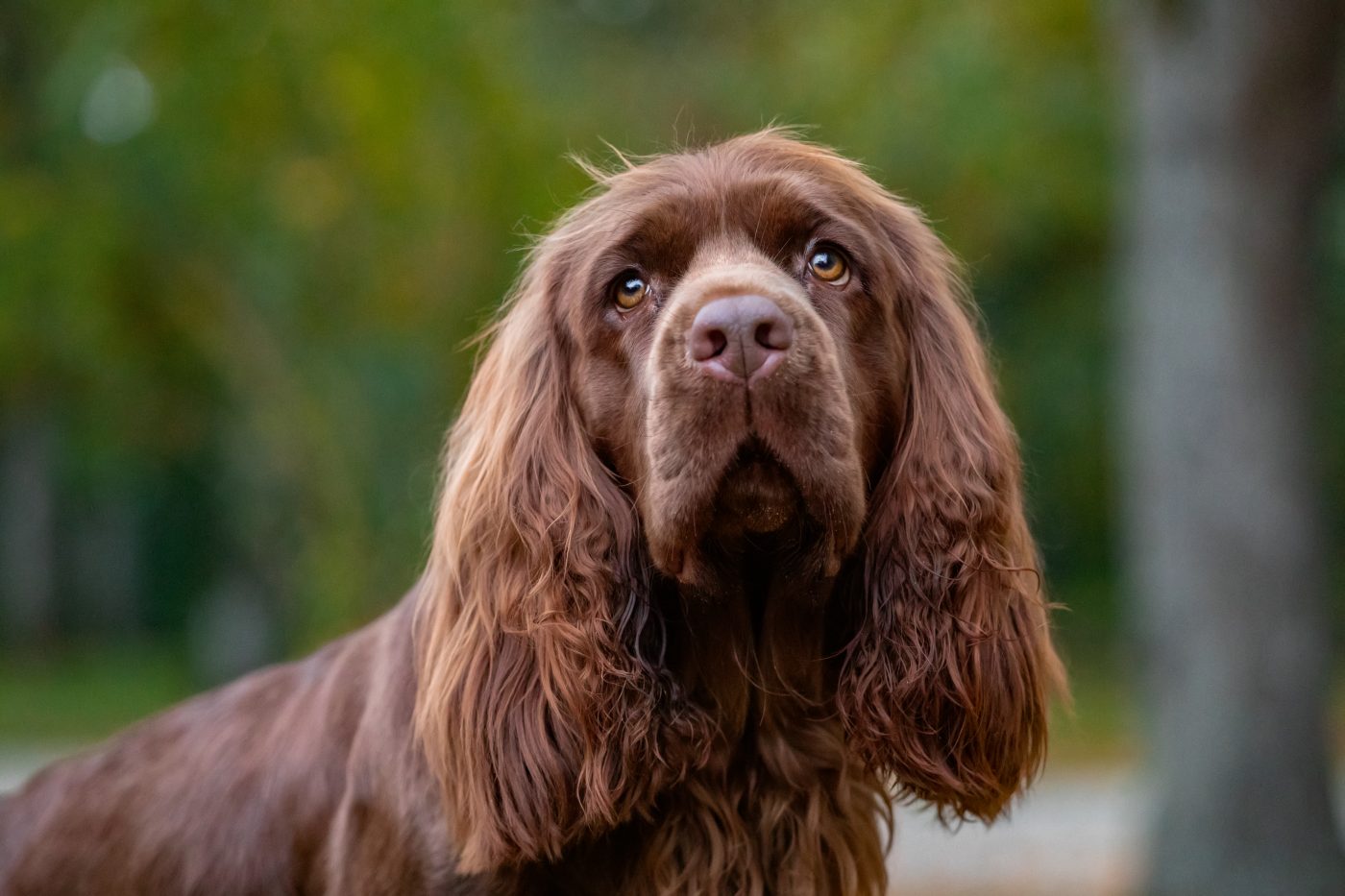 Sussex Spaniel 1400x933 1