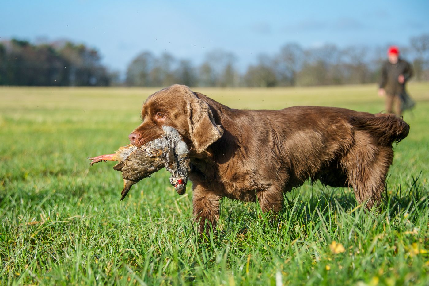 Sussex Spaniel