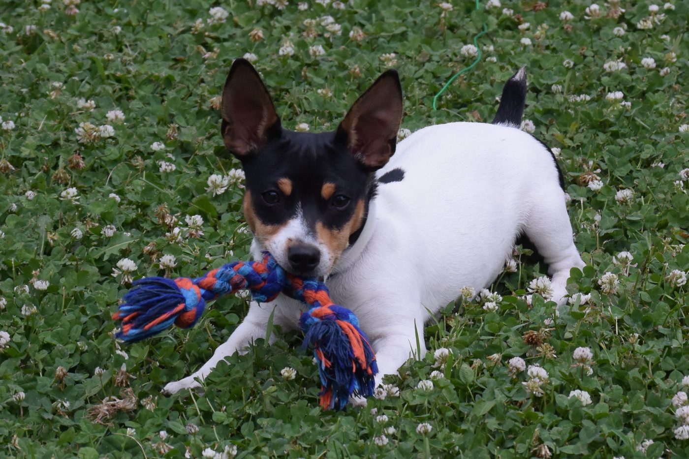 Rat terrier dog