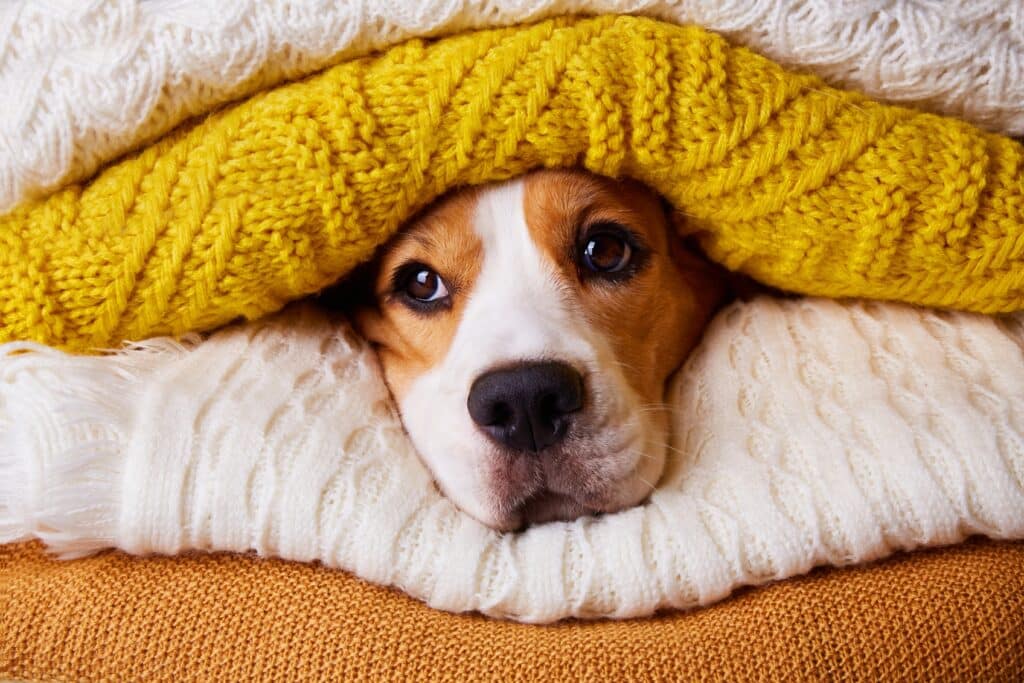 The beagle dog's head is in a stack of folded knitted sweaters