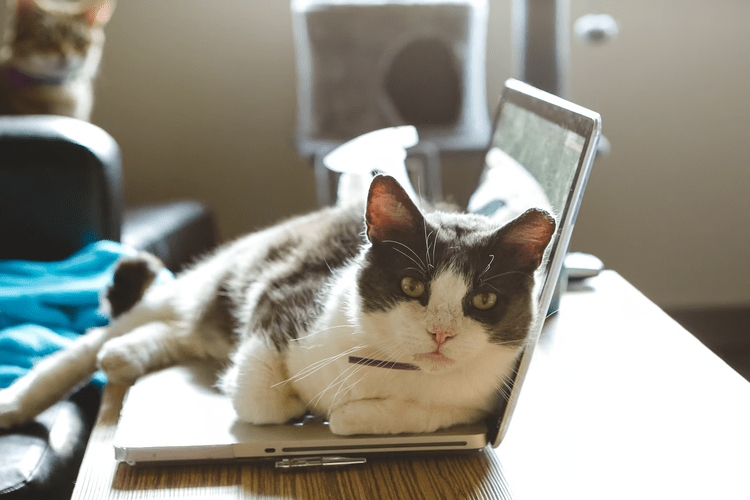 Tips to Keep Cats Away From Laptop