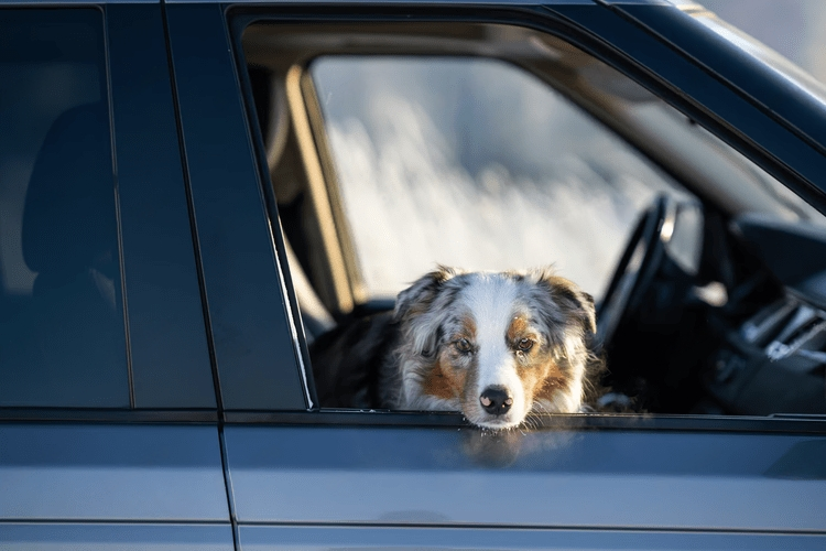 Tips to Prevent Motion Sickness in Dogs