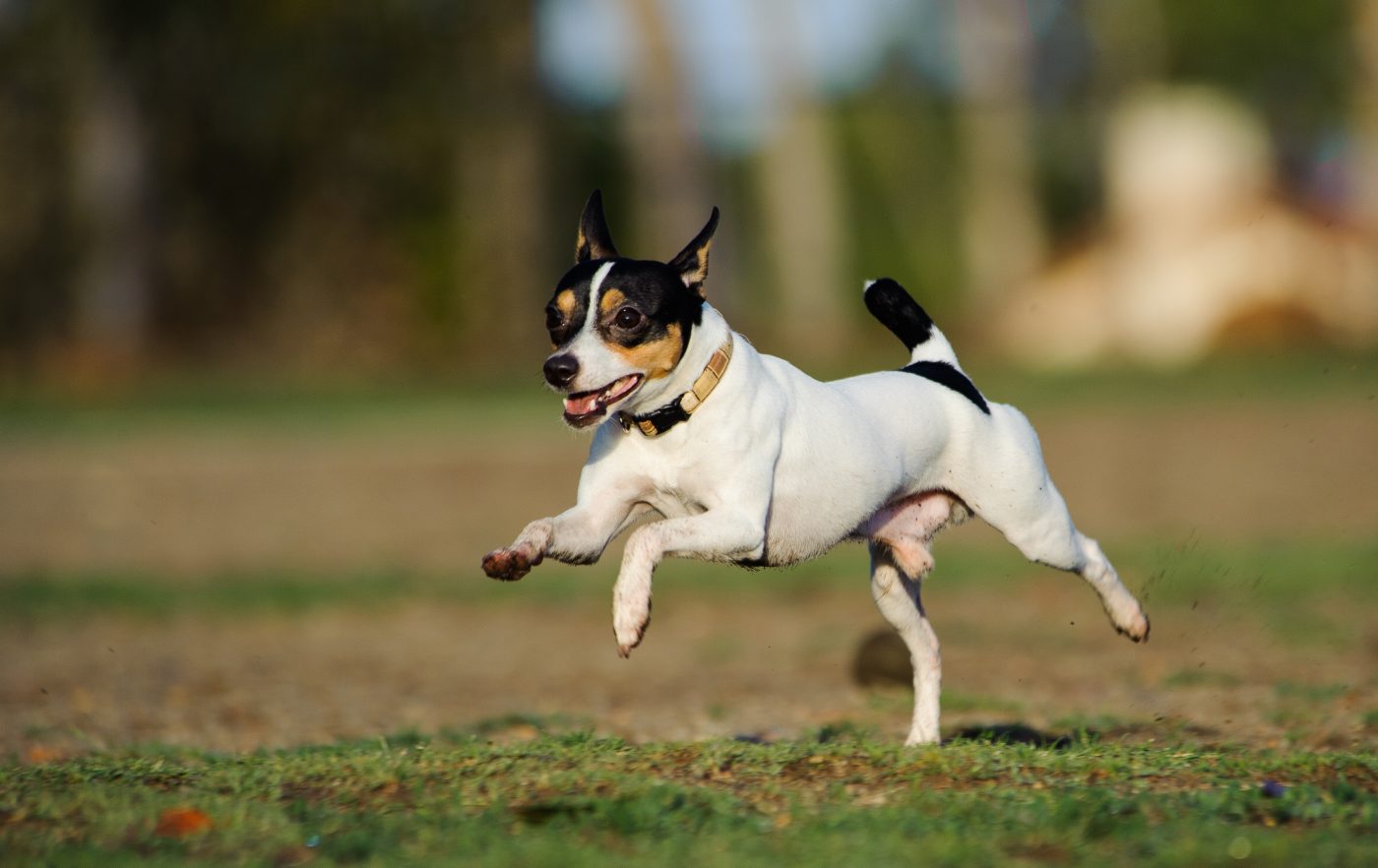 Toy Fox Terrier4 1400x882 1