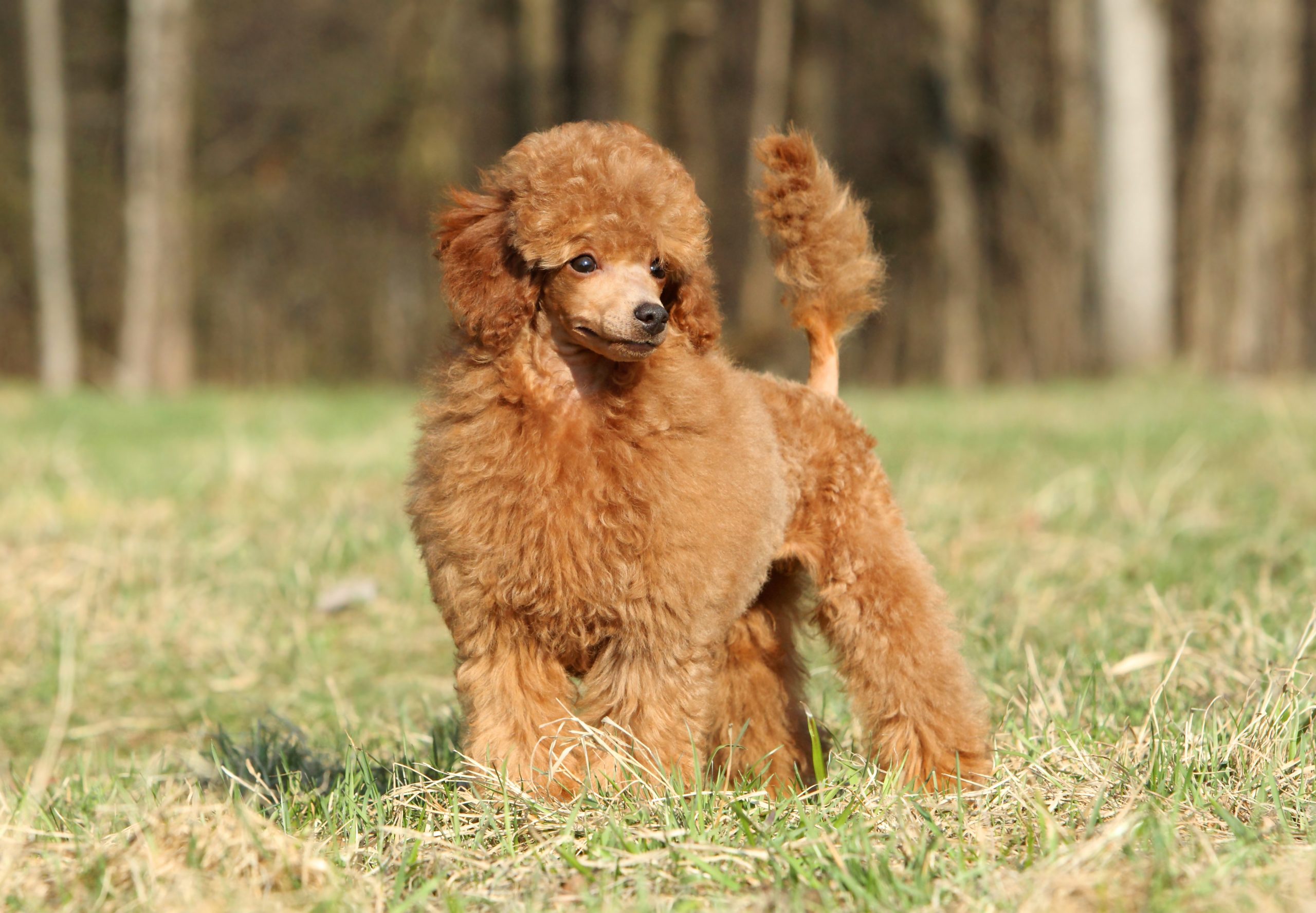 Toy Poodle scaled 1