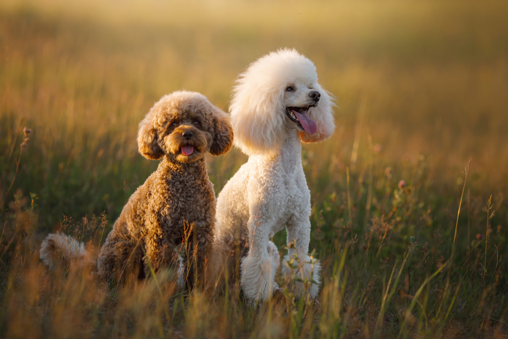 Toy and Miniature Poodles