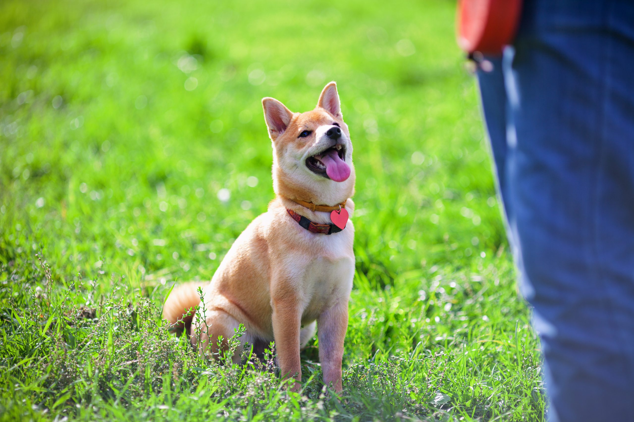 Training dog outside scaled 1