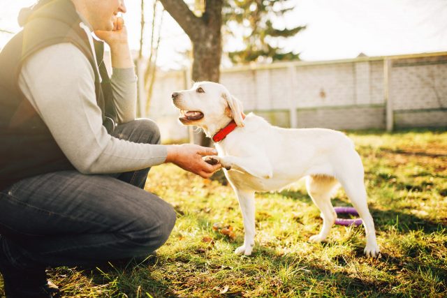 Training dog with collar