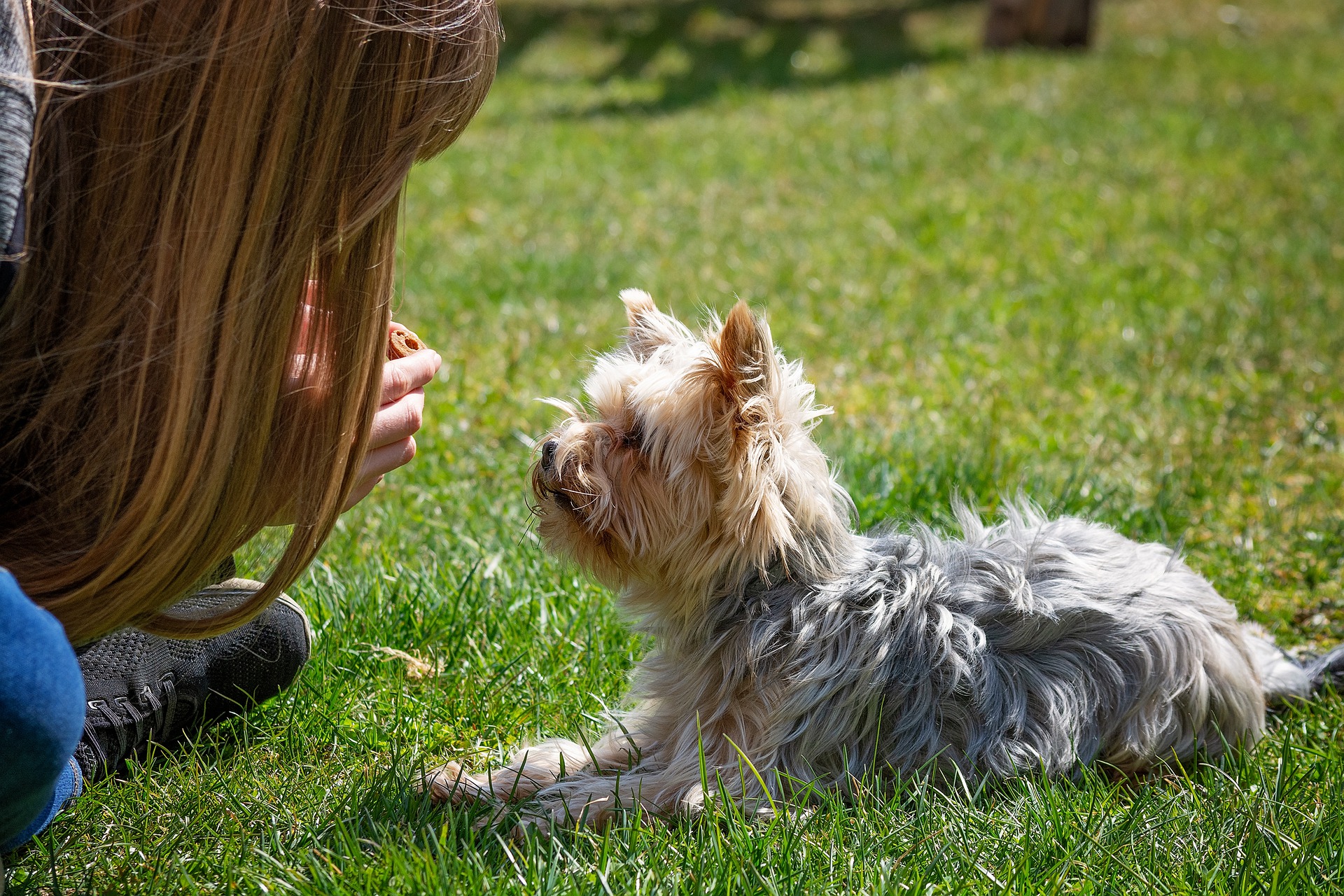 Training jealous dog