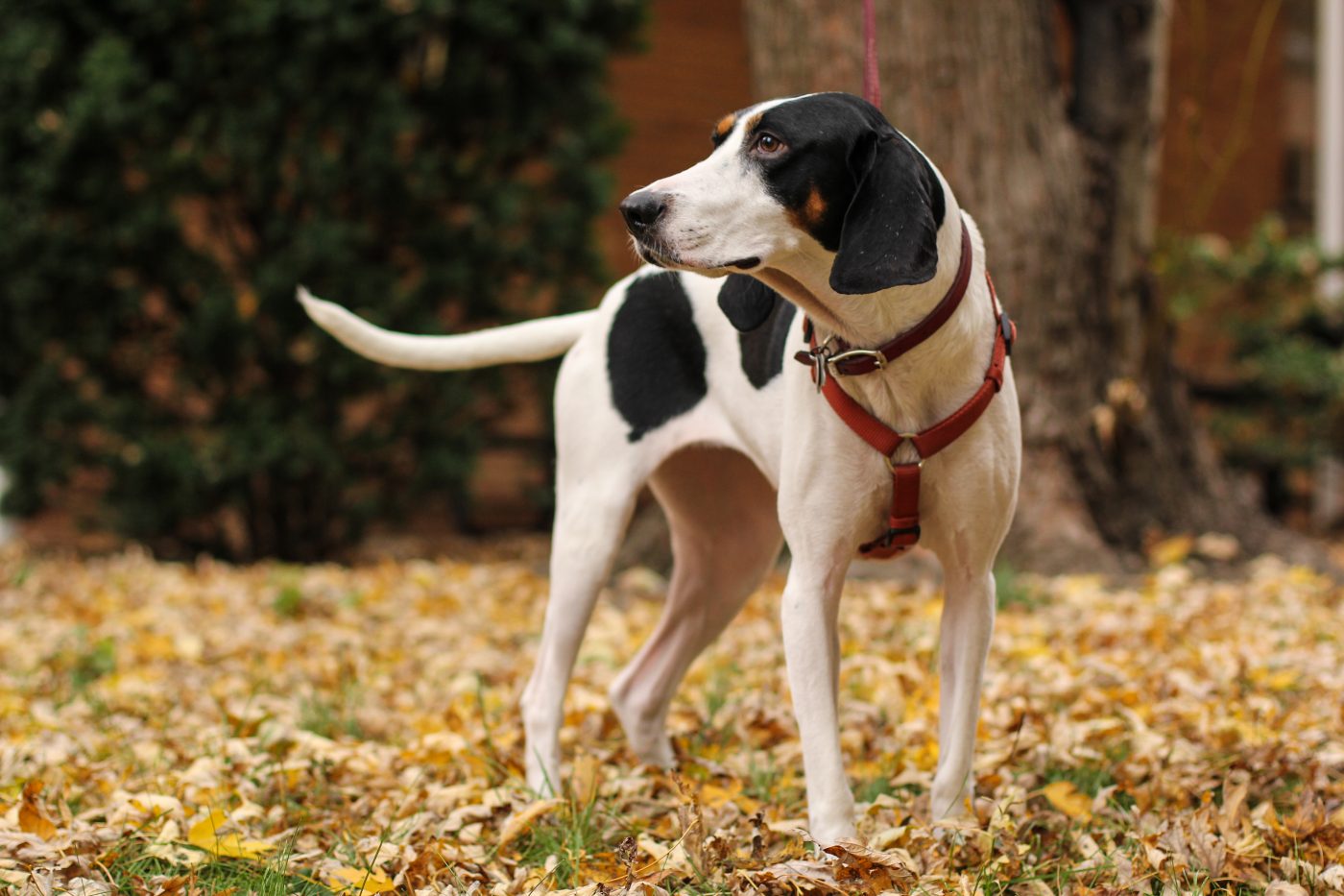 Treeing Walker Coonhound 1400x933 1