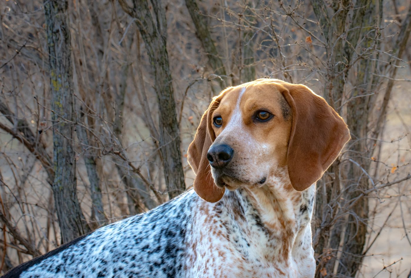 Treeing Walker Coonhound3 1400x947 1