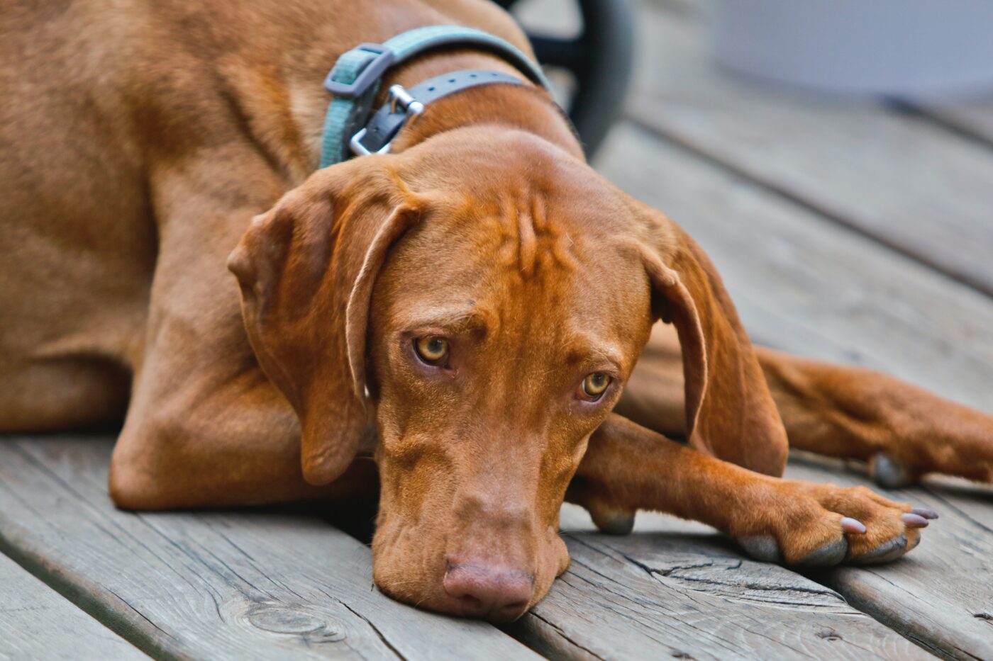 the best weight loss supplements for your Vizsla