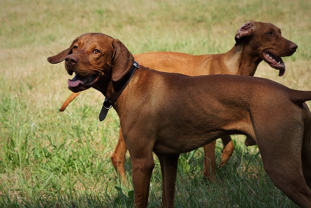 Vizsla 5