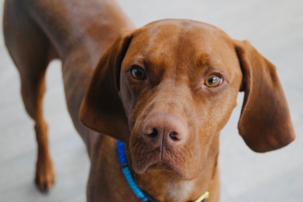 Best bathtub for Vizslas