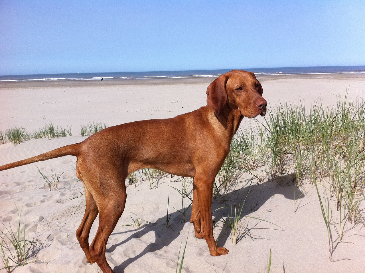 Vizsla dog at the beach