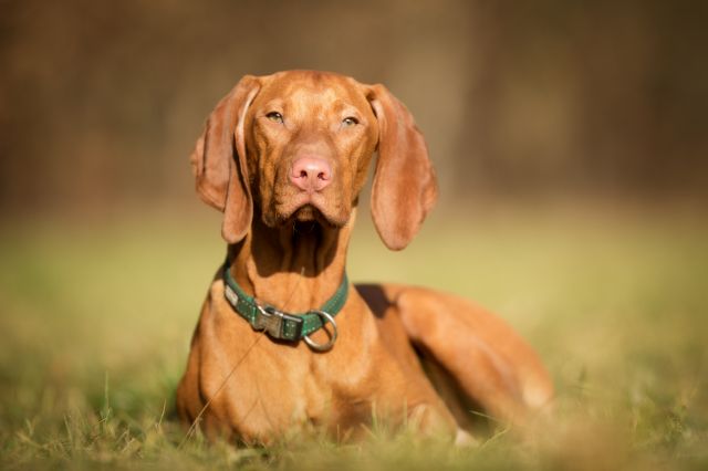 Vizsla Article7