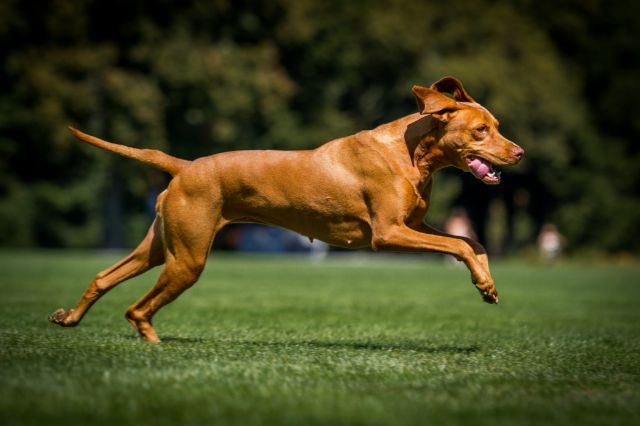 Vizsla Article8