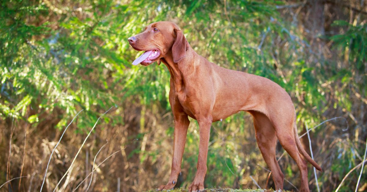 Vizsla Featured1