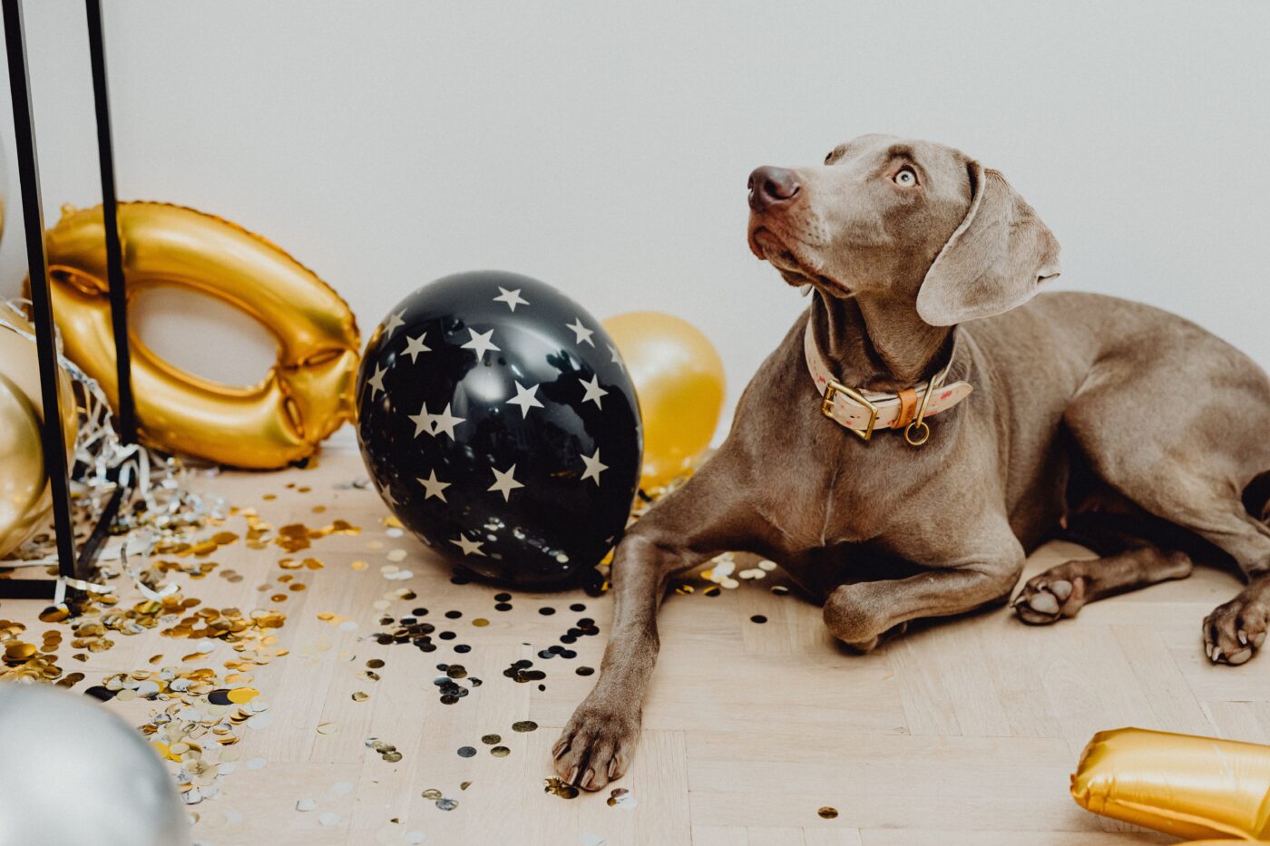 the best eye supplements for your Weimaraner