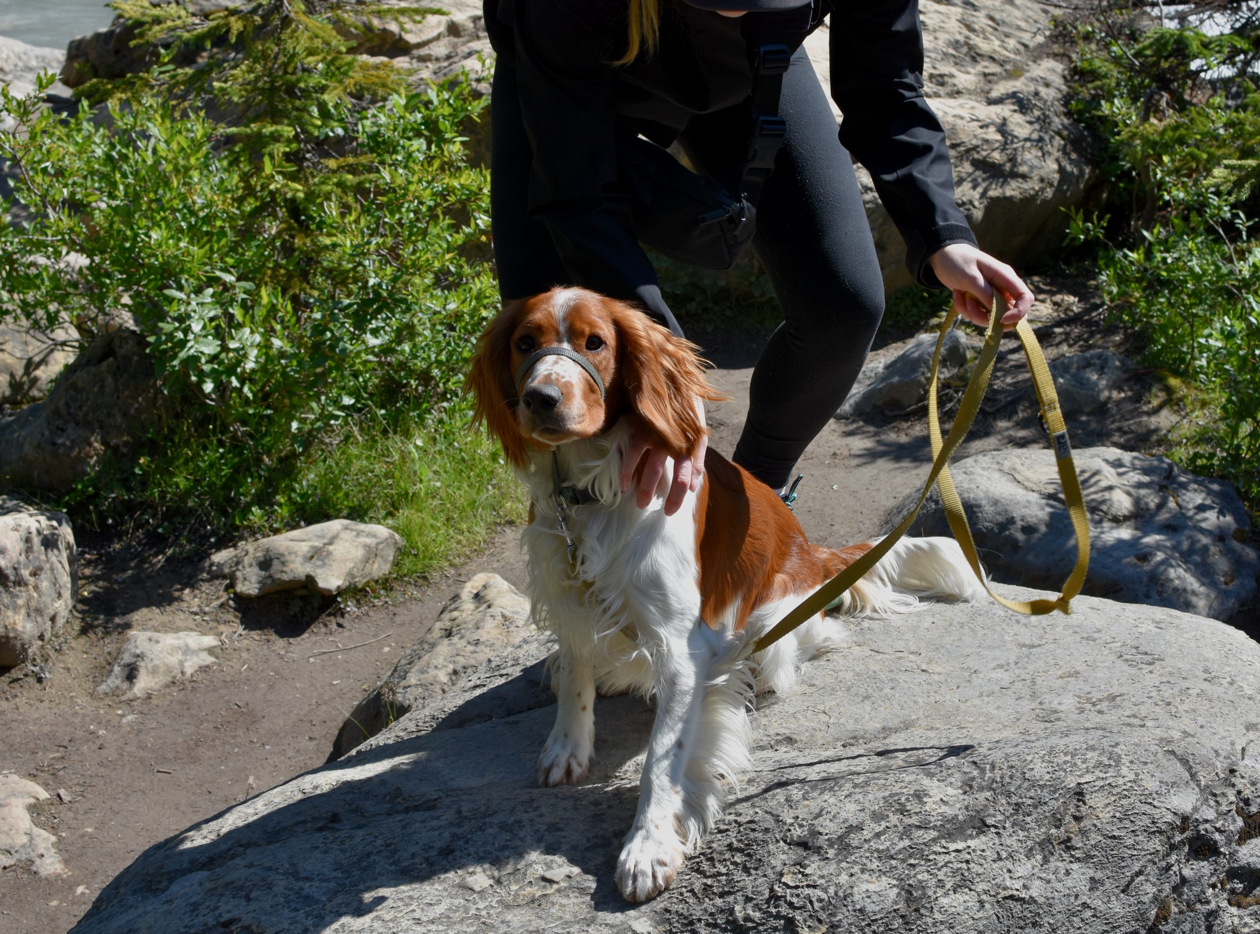 Welsh Springer Spaniel4 scaled 1