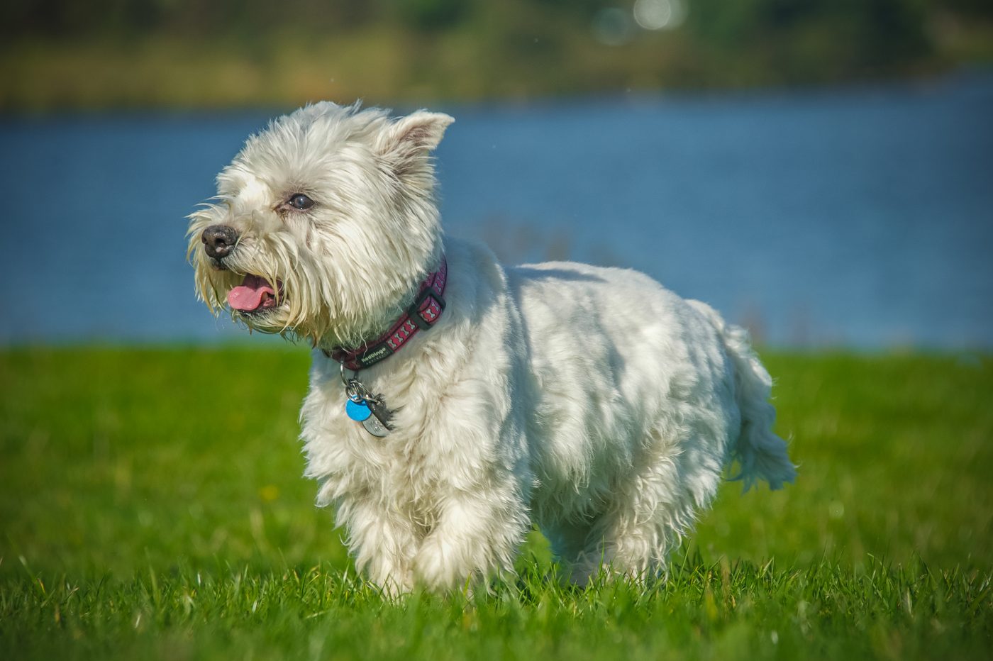 West Highland White Terrier 1400x932 1