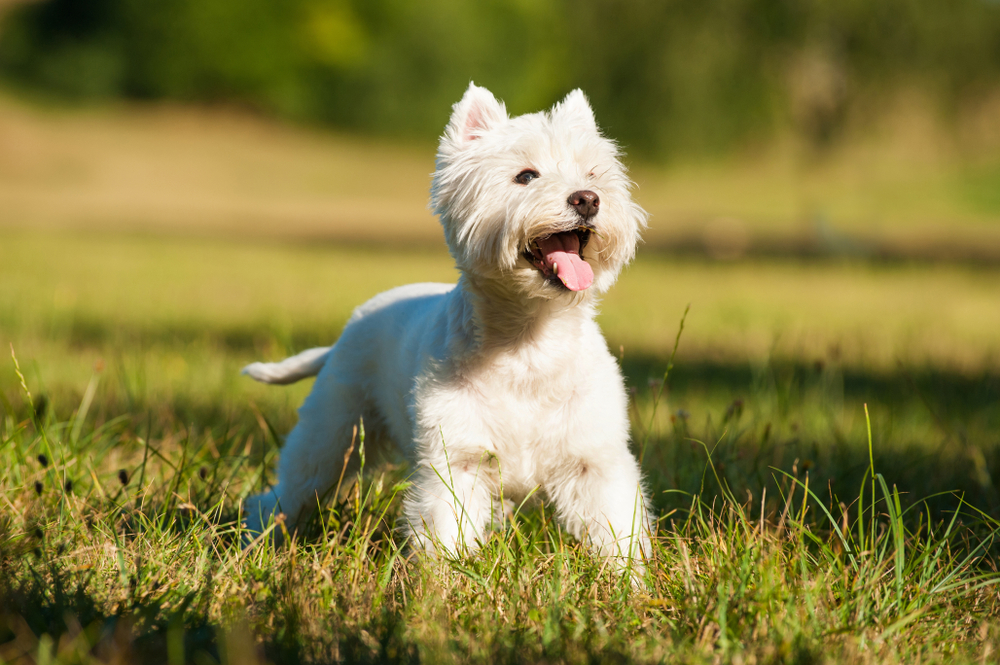 West Highland White Terrier dog in a meadow