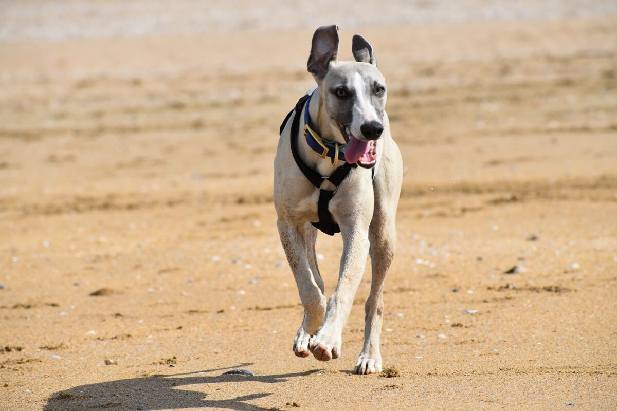 best dog food topper for Whippets