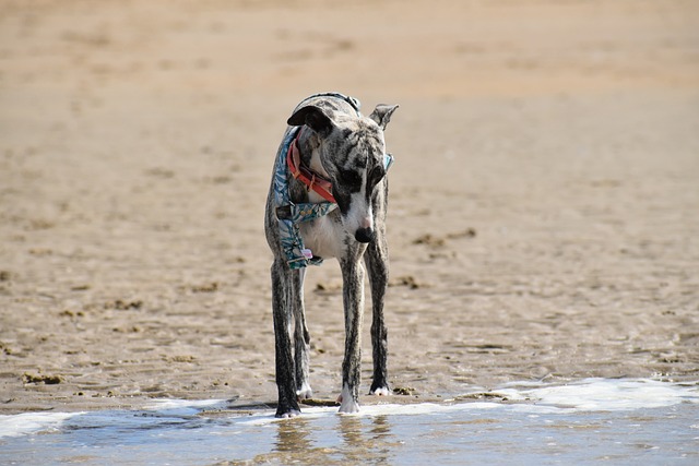 Whippet 6