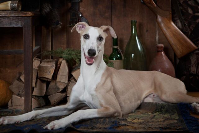 Whippet e1685683434798