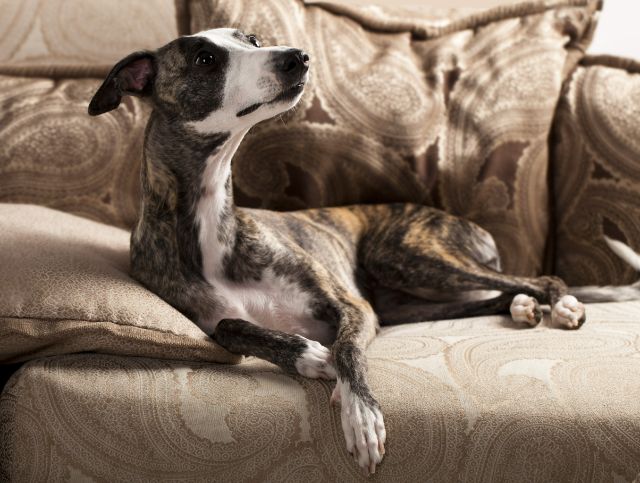 Whippet Article9