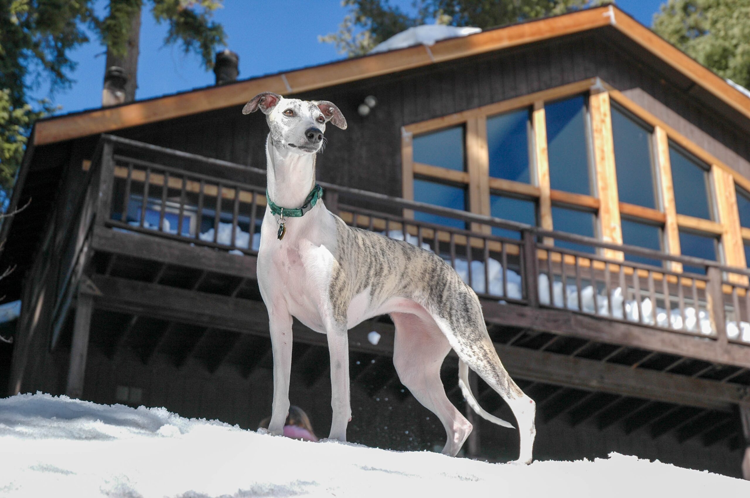 Whippet outside cabin