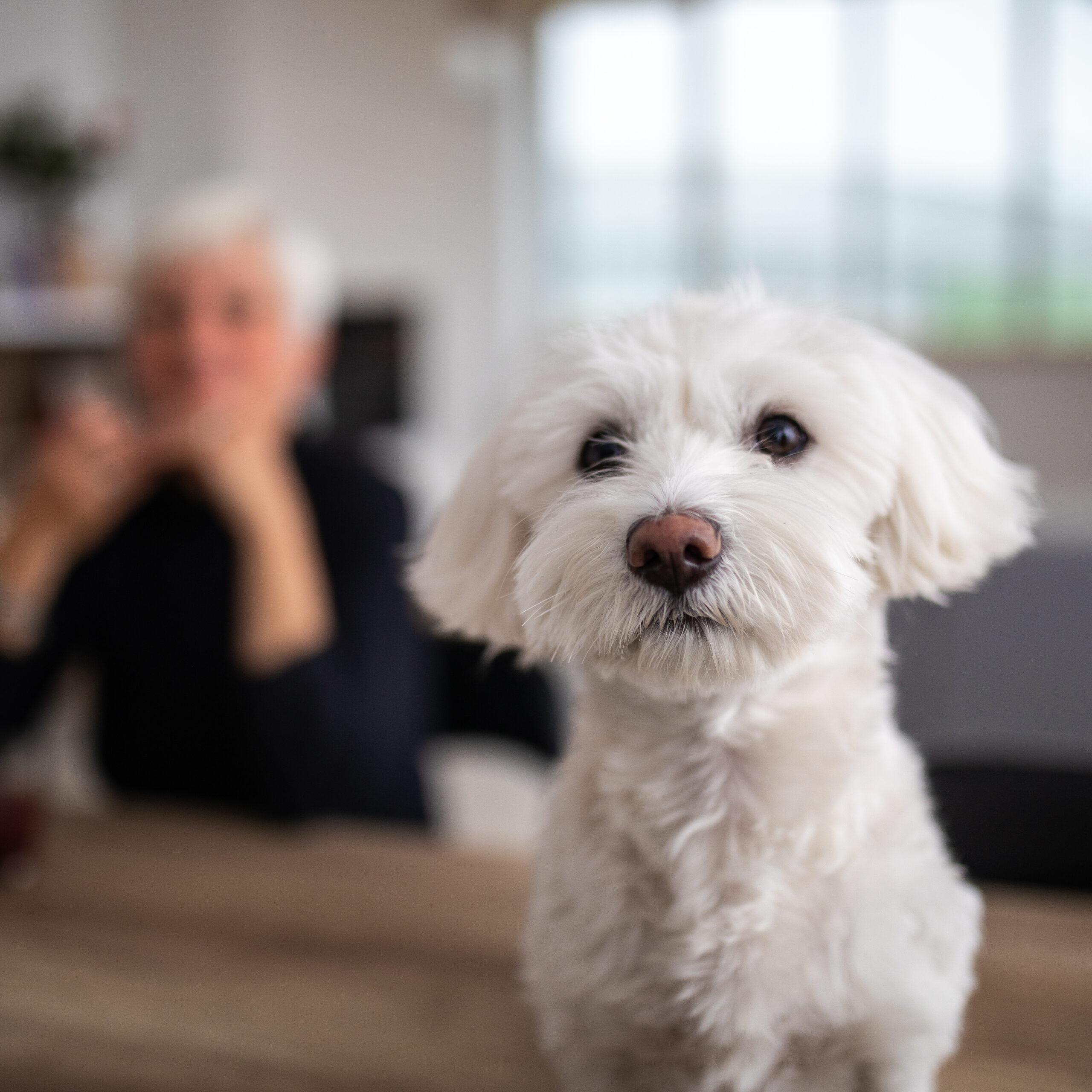 White dog looking at camera