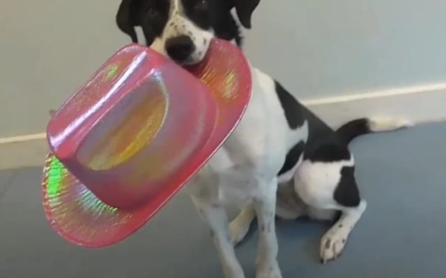 Woman Joins Dance Challenge but Her Dogs Hilariously Steal the Spotlight 1