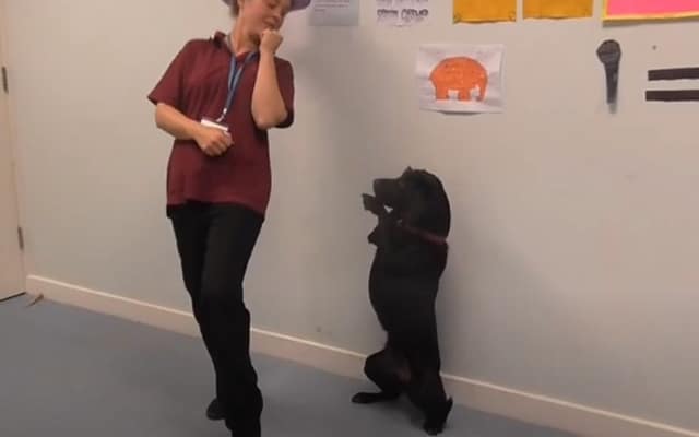 Woman Joins Dance Challenge but Her Dogs Hilariously Steal the Spotlight 2