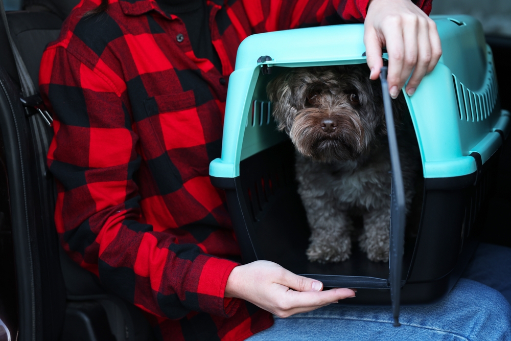 Woman with pet carrier travelling with her dog by car