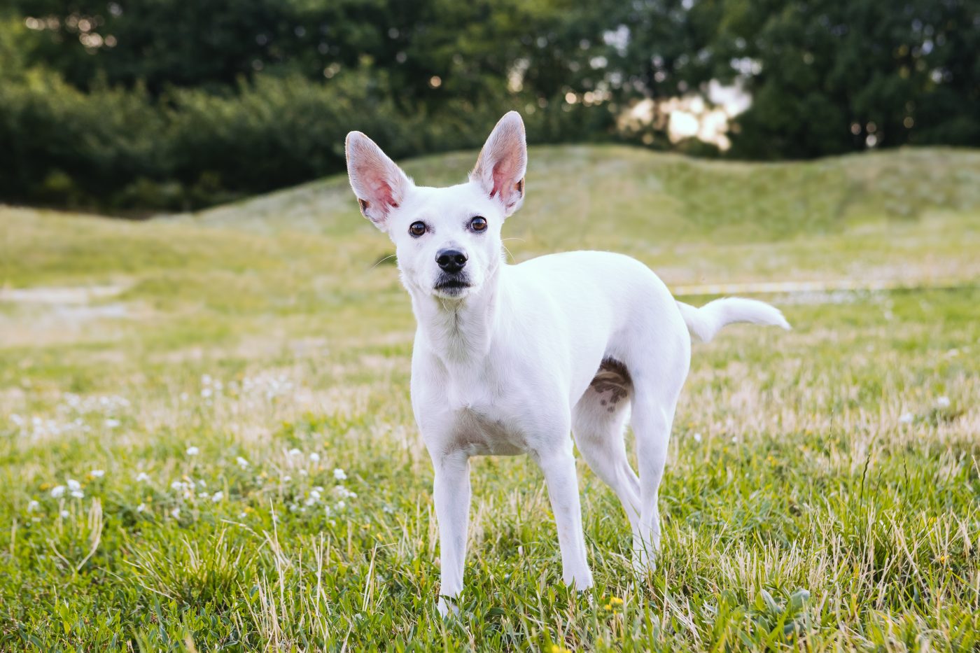 Xoloitzcuintli haired 1400x933 1