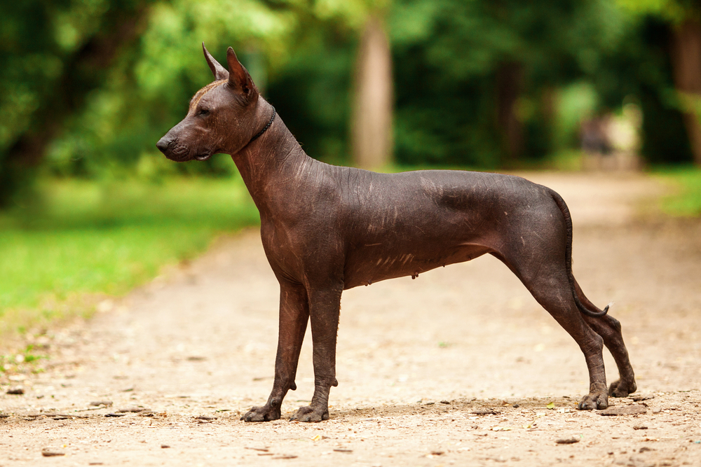 Xoloitzcuintli