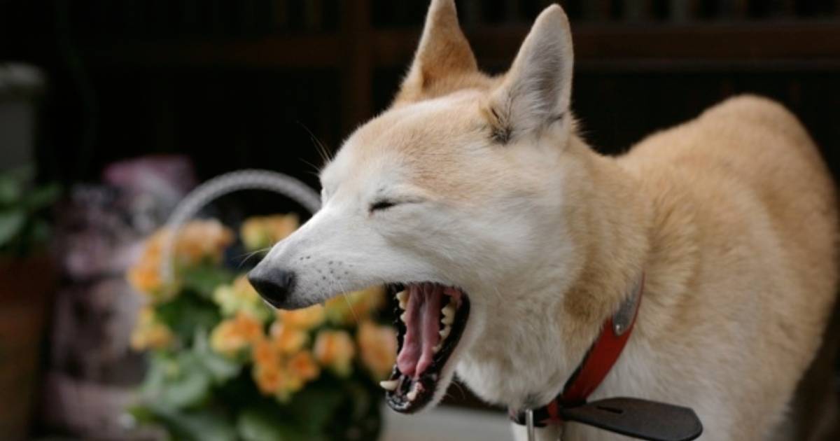 Yawning dog Japan 01