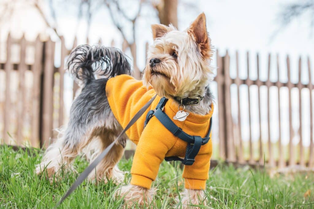 Yorkshire Terrier walking on a lawn in autumnal garden