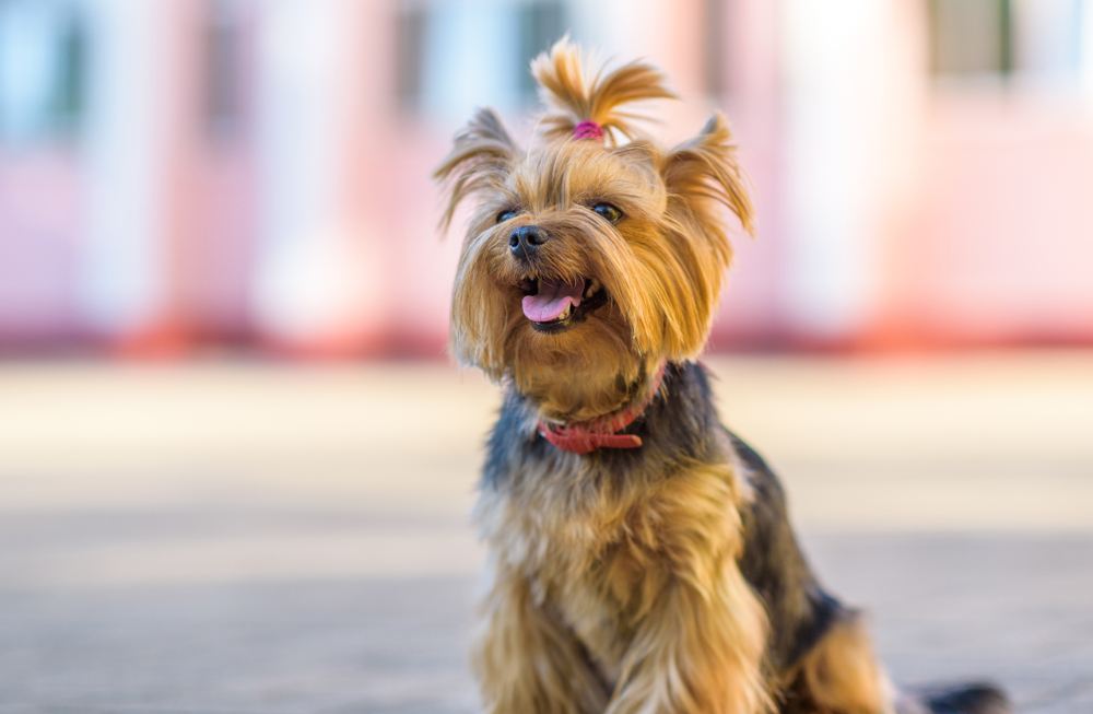 Yorkshire Terrier