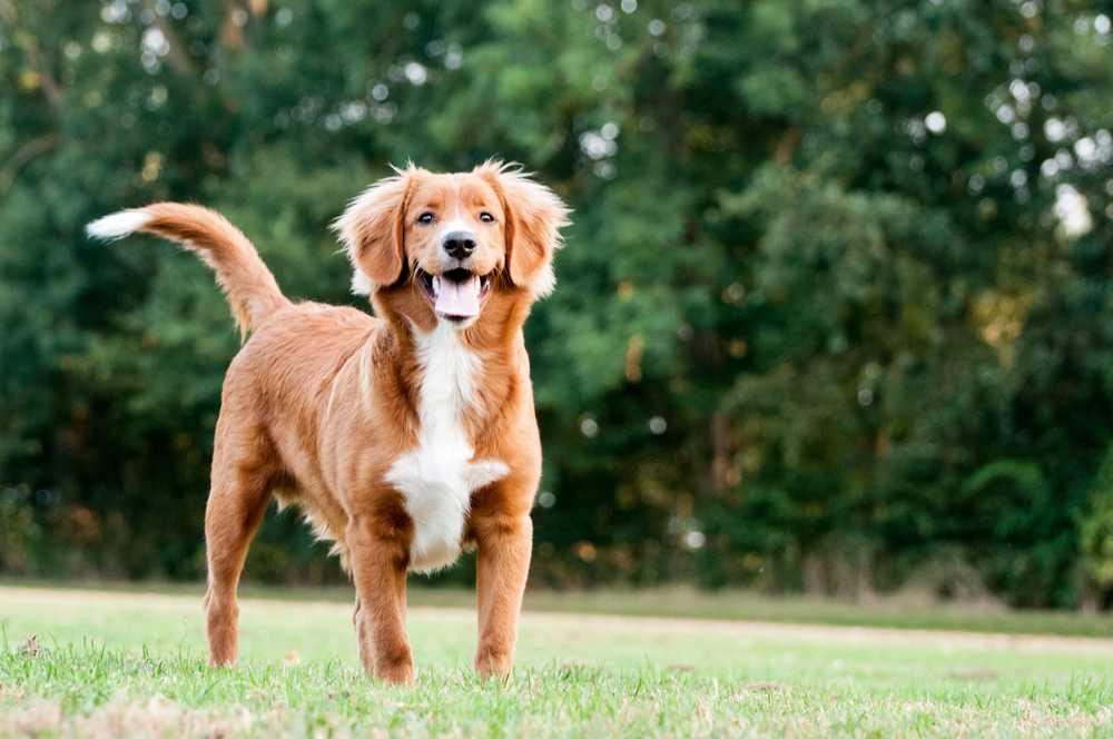 Young Nova Scotia Duck tolling Retriever dog