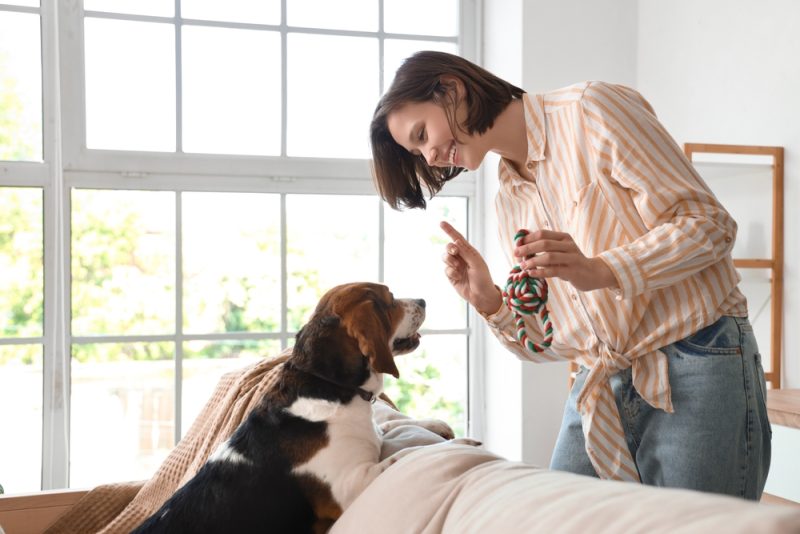 Young woman playing with Beagle dog at home