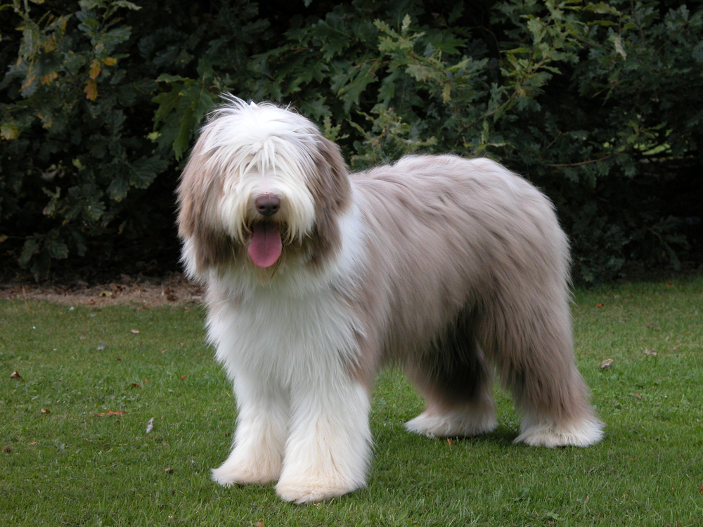 a bearded collie standing on grass