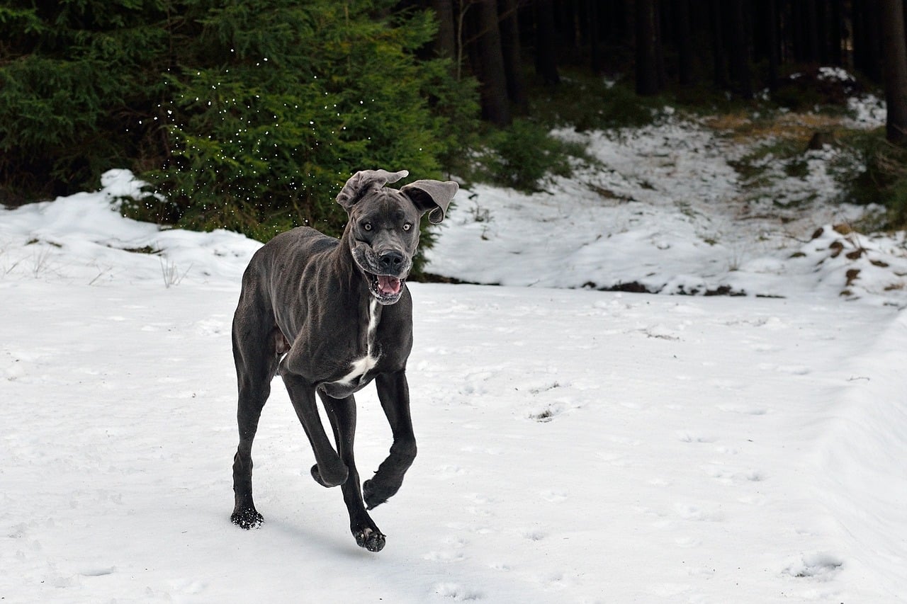 a great dane in the snow 2973412 1280