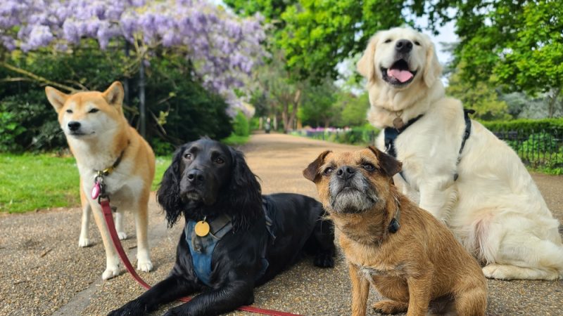 a pack of dogs in different breeds and ages