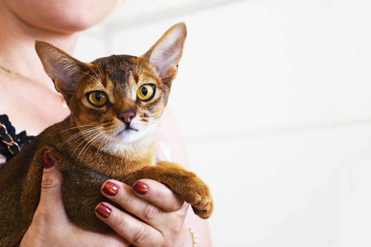 abyssinian cat 2754331 1280