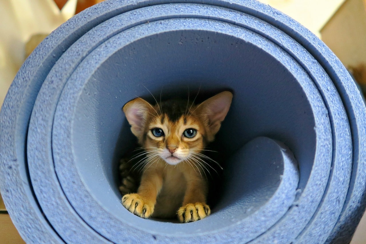 abyssinian kittens 4921224 1280