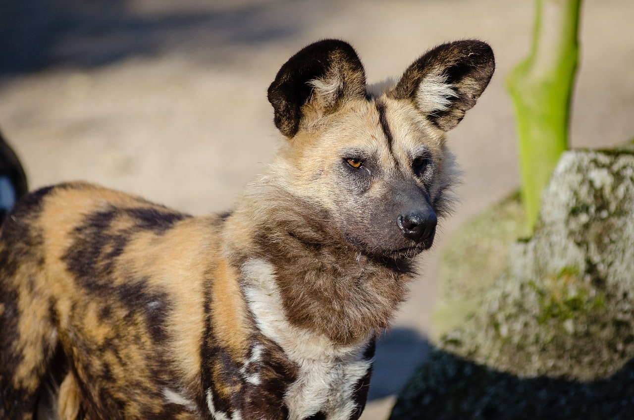 african wild dog 1852795 1280