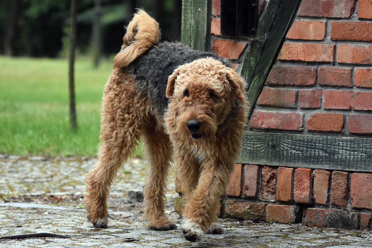 airedale terrier 6582943 1280 1